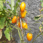 Elisey DER TOMATENFLÜSTERER