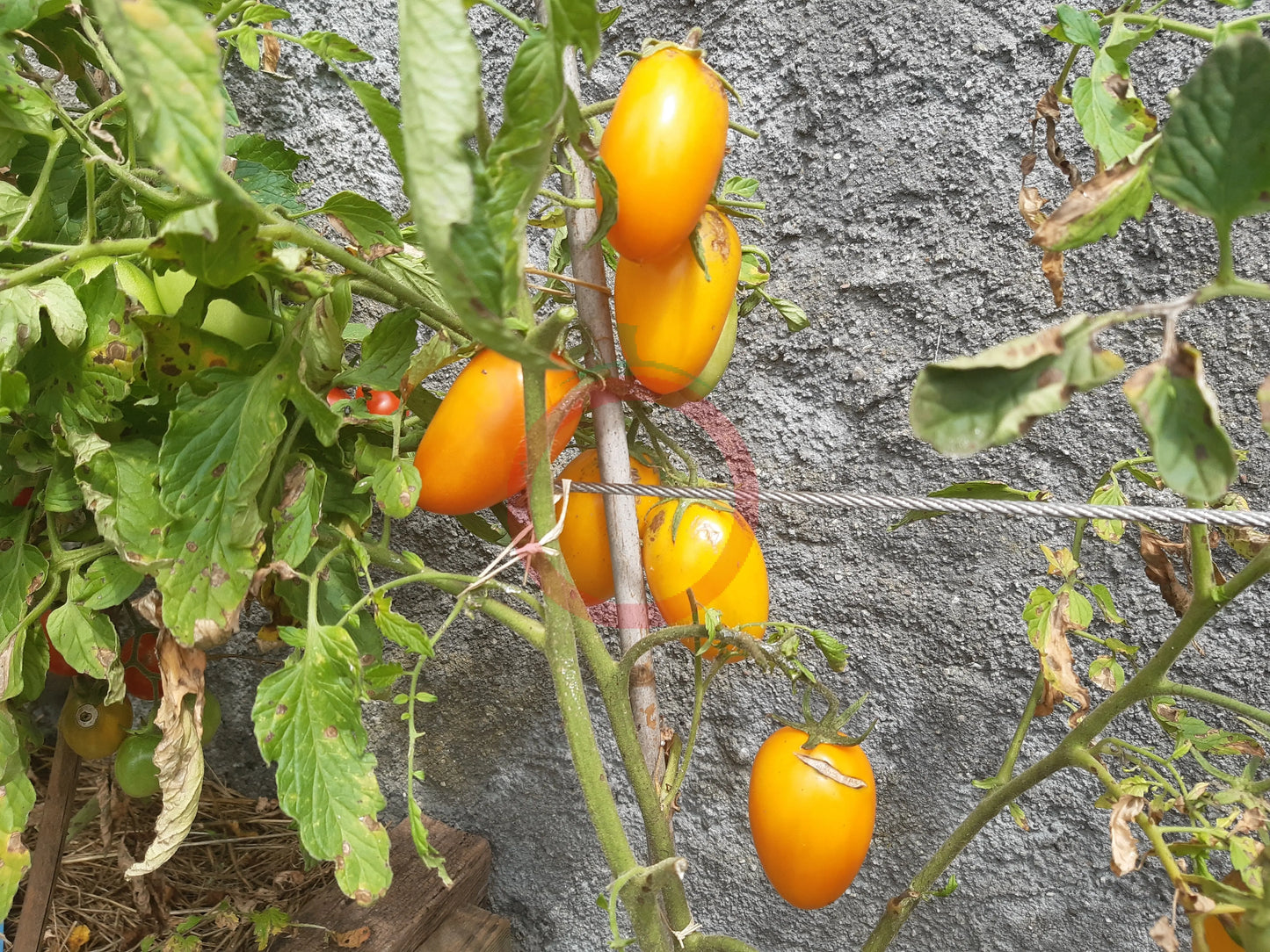 Elisey DER TOMATENFLÜSTERER