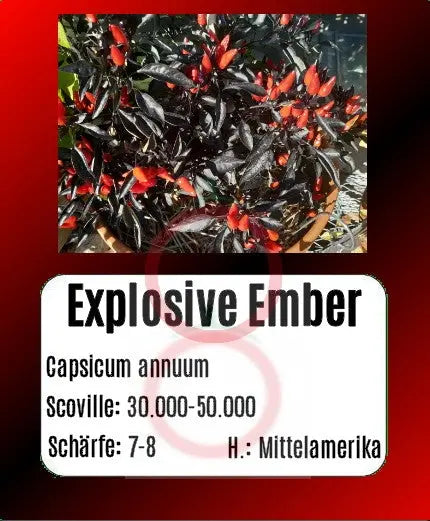 Explosive Ember DER TOMATENFLÜSTERER