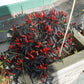 Explosive Ember DER TOMATENFLÜSTERER