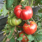 Familiale de Kakhetie DER TOMATENFLÜSTERER
