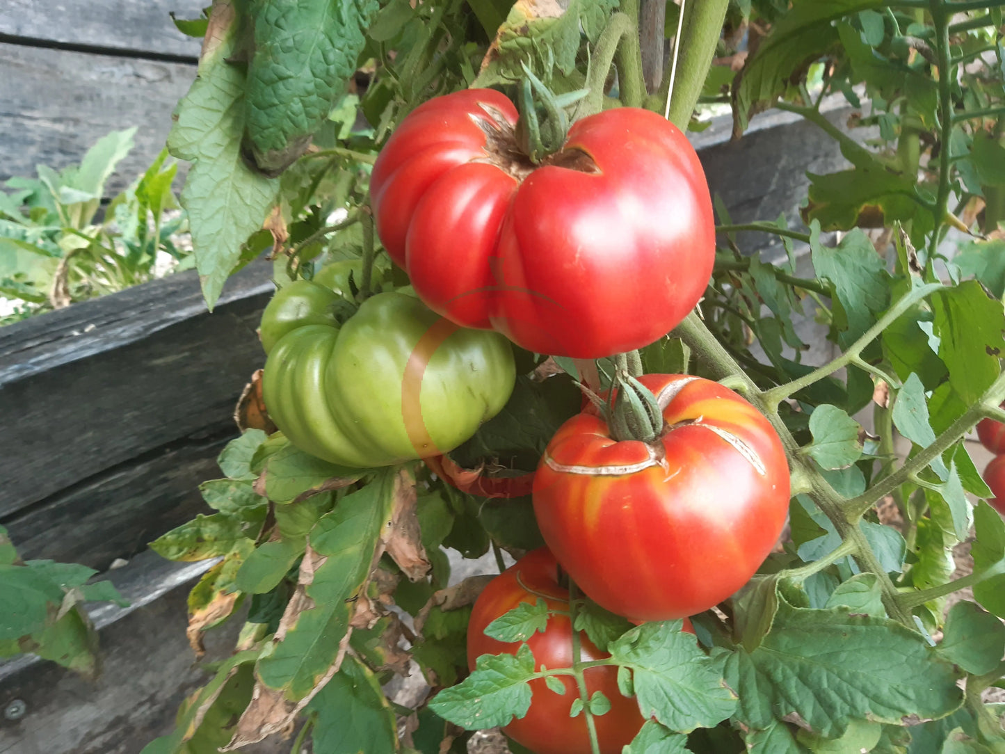 Familiale de Kakhetie DER TOMATENFLÜSTERER