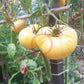 Fantome du Laos DER TOMATENFLÜSTERER