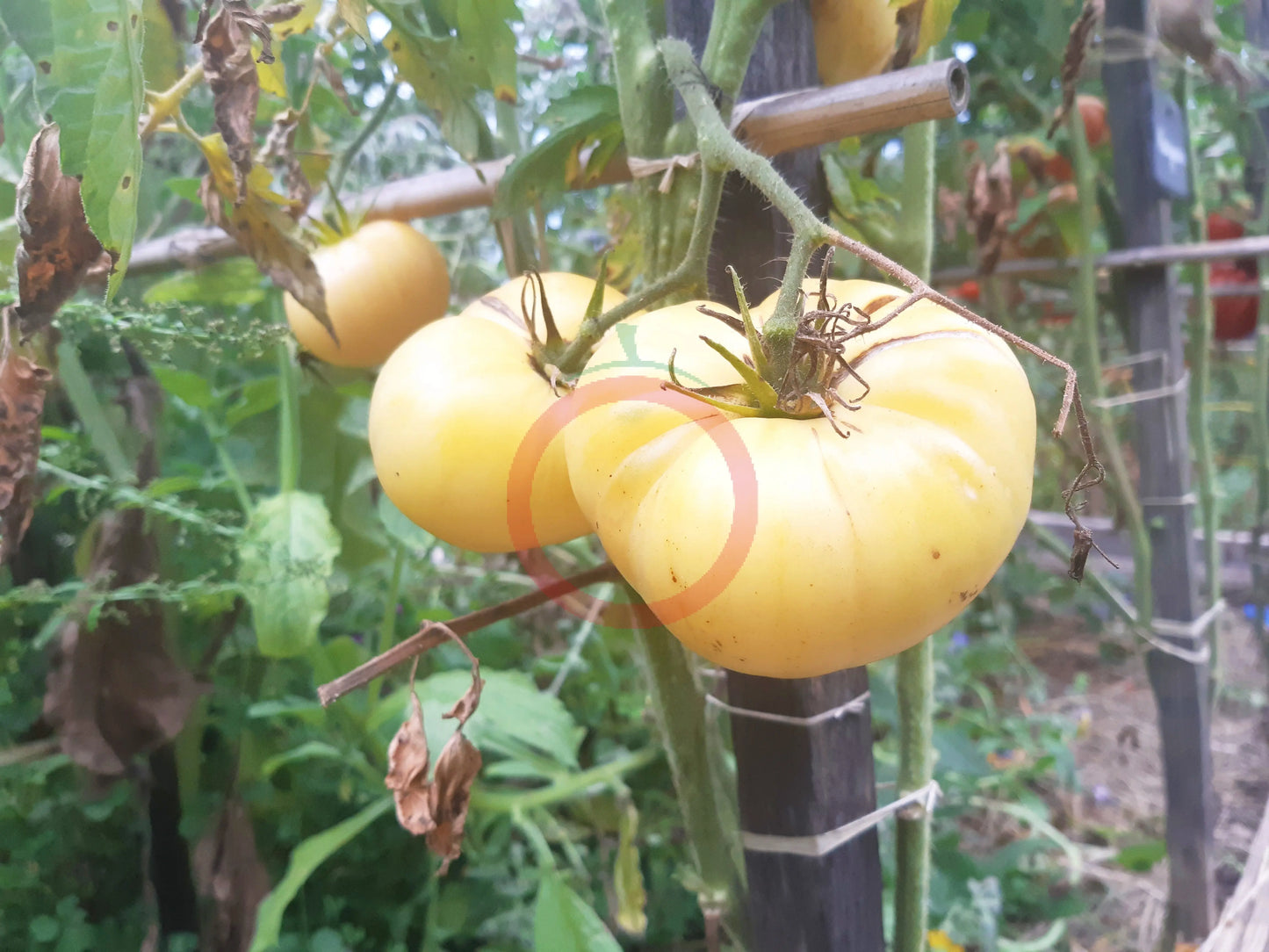 Fantome du Laos DER TOMATENFLÜSTERER