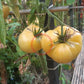 Fantome du Laos DER TOMATENFLÜSTERER