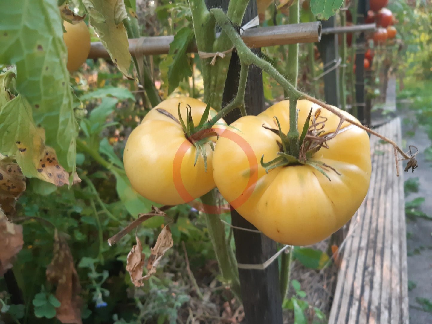 Fantome du Laos DER TOMATENFLÜSTERER