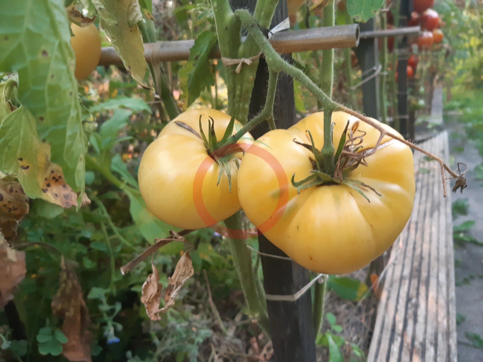 Fantome du Laos DER TOMATENFLÜSTERER
