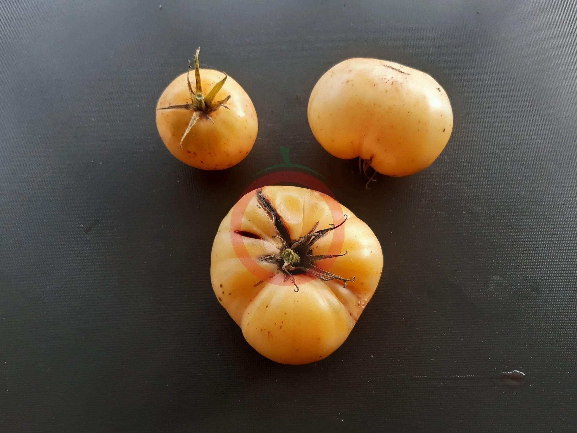 Fantome du Laos DER TOMATENFLÜSTERER