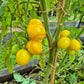 Fargo DER TOMATENFLÜSTERER