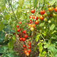 Farthest North DER TOMATENFLÜSTERER