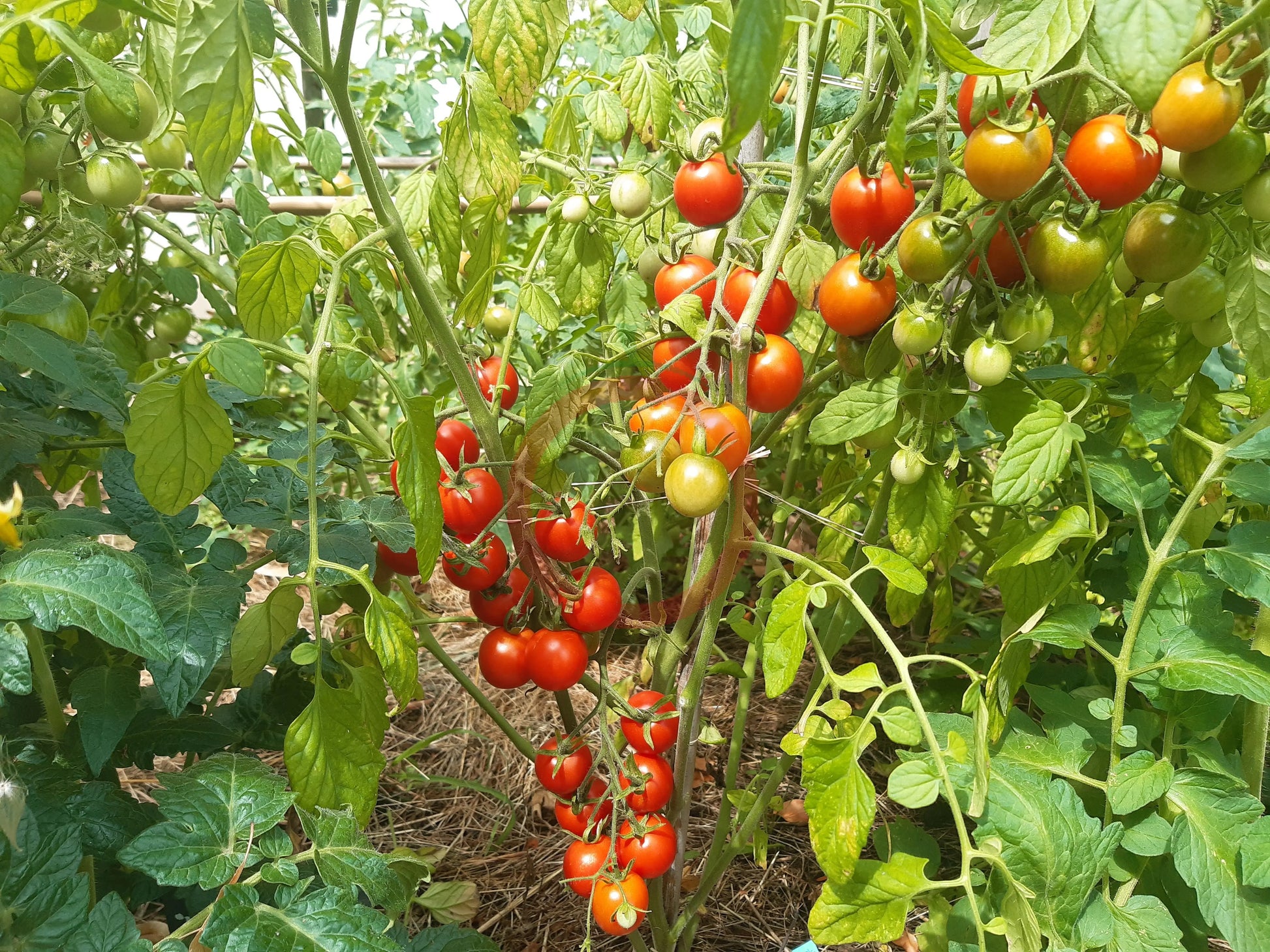 Farthest North DER TOMATENFLÜSTERER