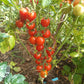 Farthest North DER TOMATENFLÜSTERER
