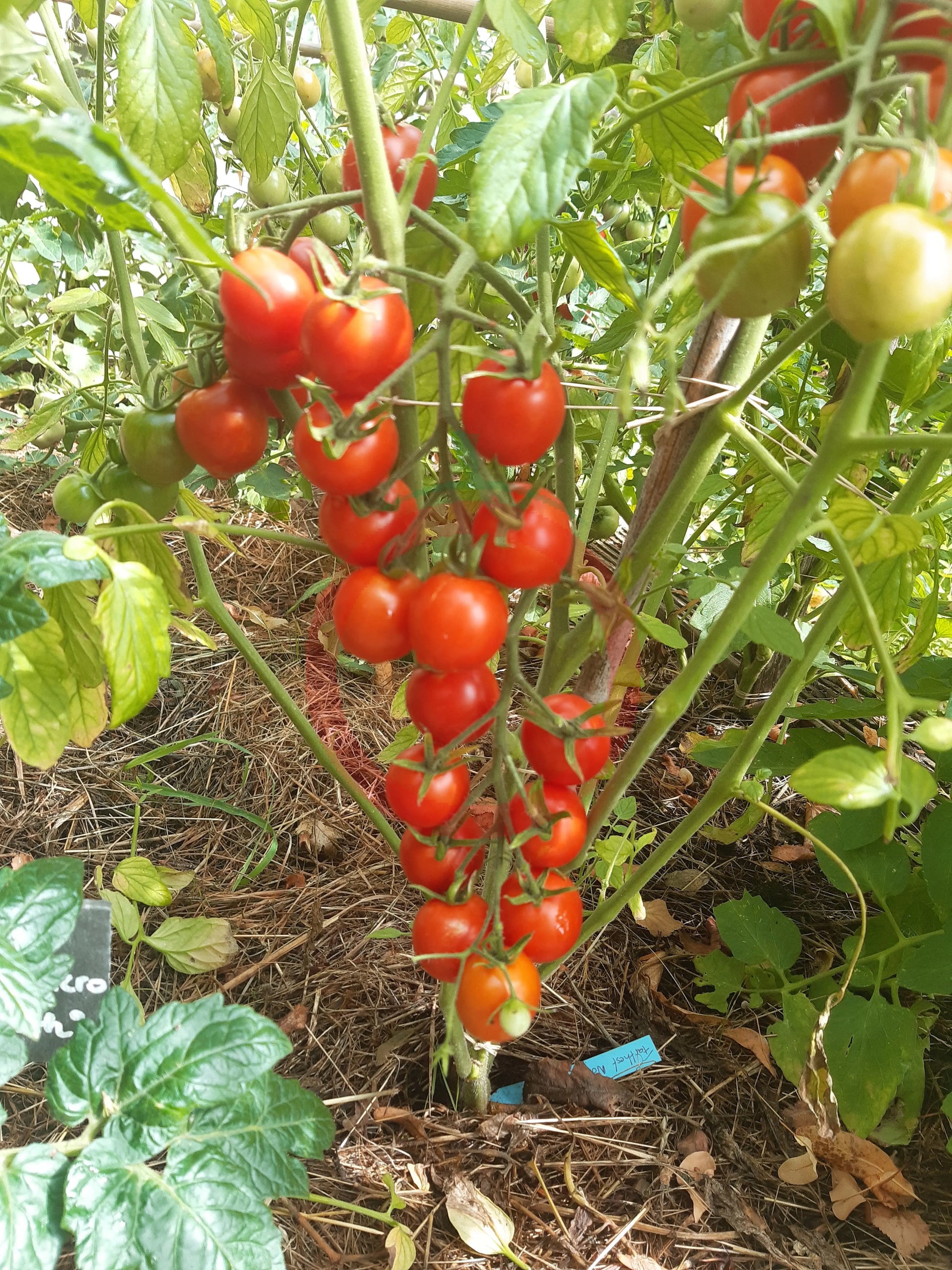 Farthest North DER TOMATENFLÜSTERER