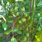 Farthest North DER TOMATENFLÜSTERER