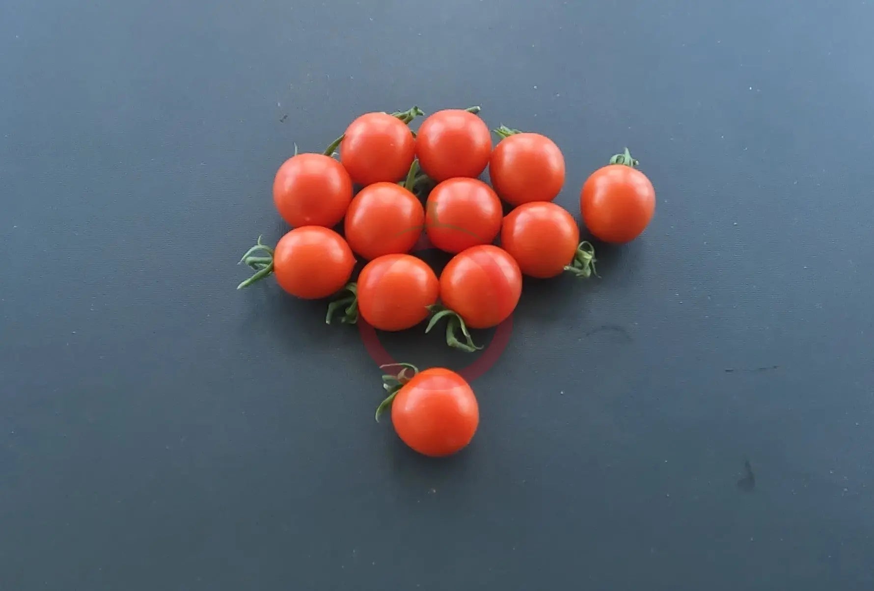 Farthest North DER TOMATENFLÜSTERER