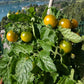 Fat Frog DER TOMATENFLÜSTERER