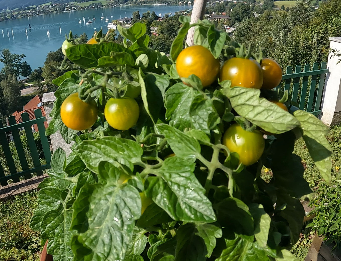 Fat Frog DER TOMATENFLÜSTERER
