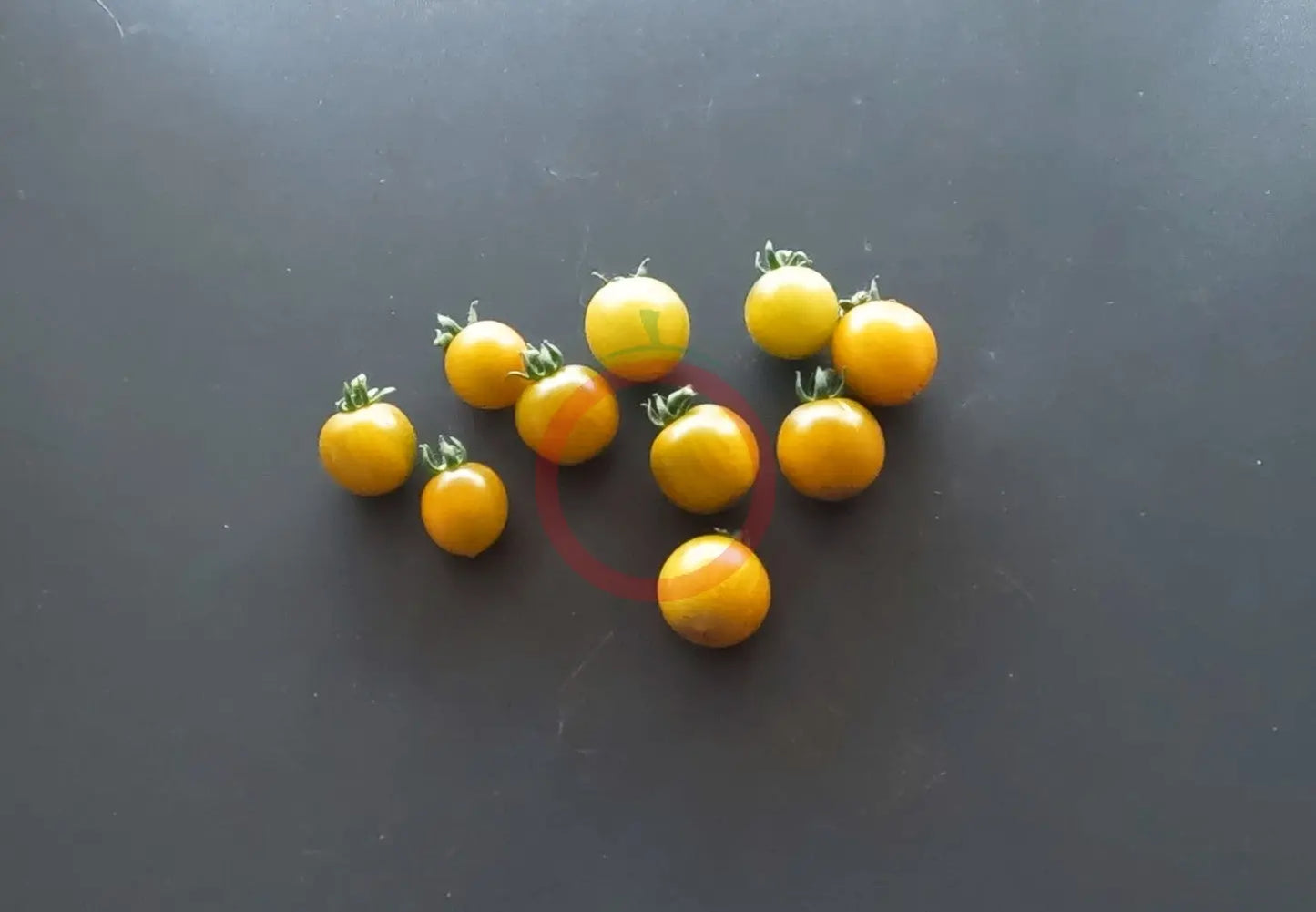 Fat Frog DER TOMATENFLÜSTERER
