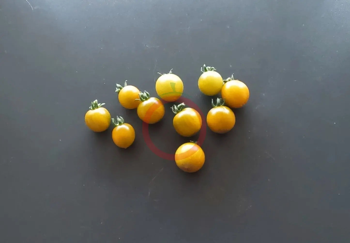 Fat Frog DER TOMATENFLÜSTERER
