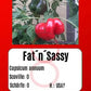 Fat´N´Sassy DER TOMATENFLÜSTERER