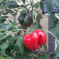 Fat´N´Sassy DER TOMATENFLÜSTERER