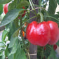 Fat´N´Sassy DER TOMATENFLÜSTERER