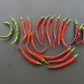 Favignana DER TOMATENFLÜSTERER
