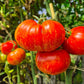 Feuerwerk DER TOMATENFLÜSTERER