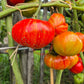 Feuerwerk DER TOMATENFLÜSTERER