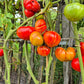 Feuerwerk DER TOMATENFLÜSTERER