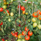 Fiaschetto DER TOMATENFLÜSTERER