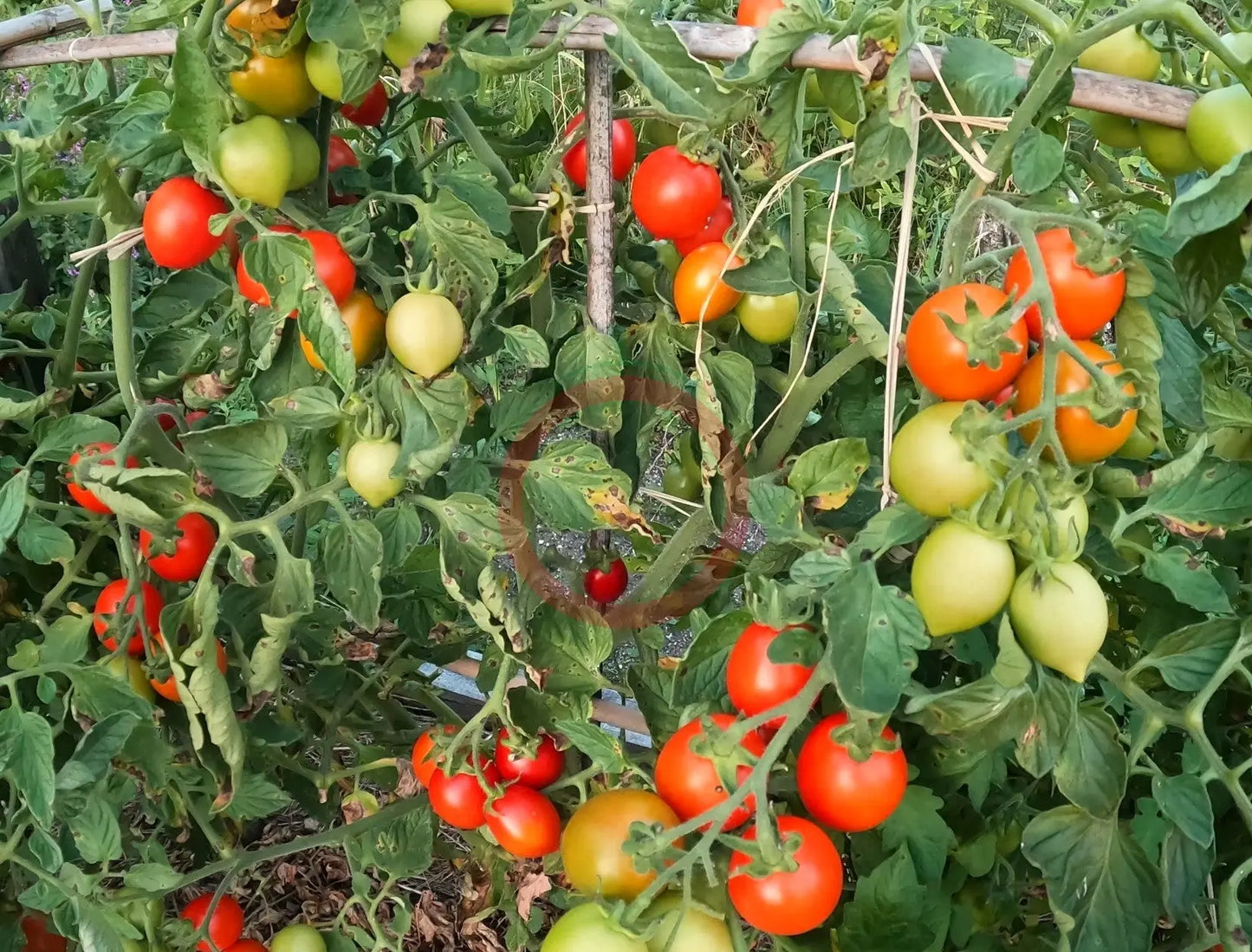 Fiaschetto DER TOMATENFLÜSTERER