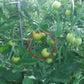 Fiaschetto DER TOMATENFLÜSTERER