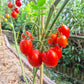 Fiaschetto di Manduria DER TOMATENFLÜSTERER