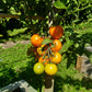 Finnish Yellow DER TOMATENFLÜSTERER