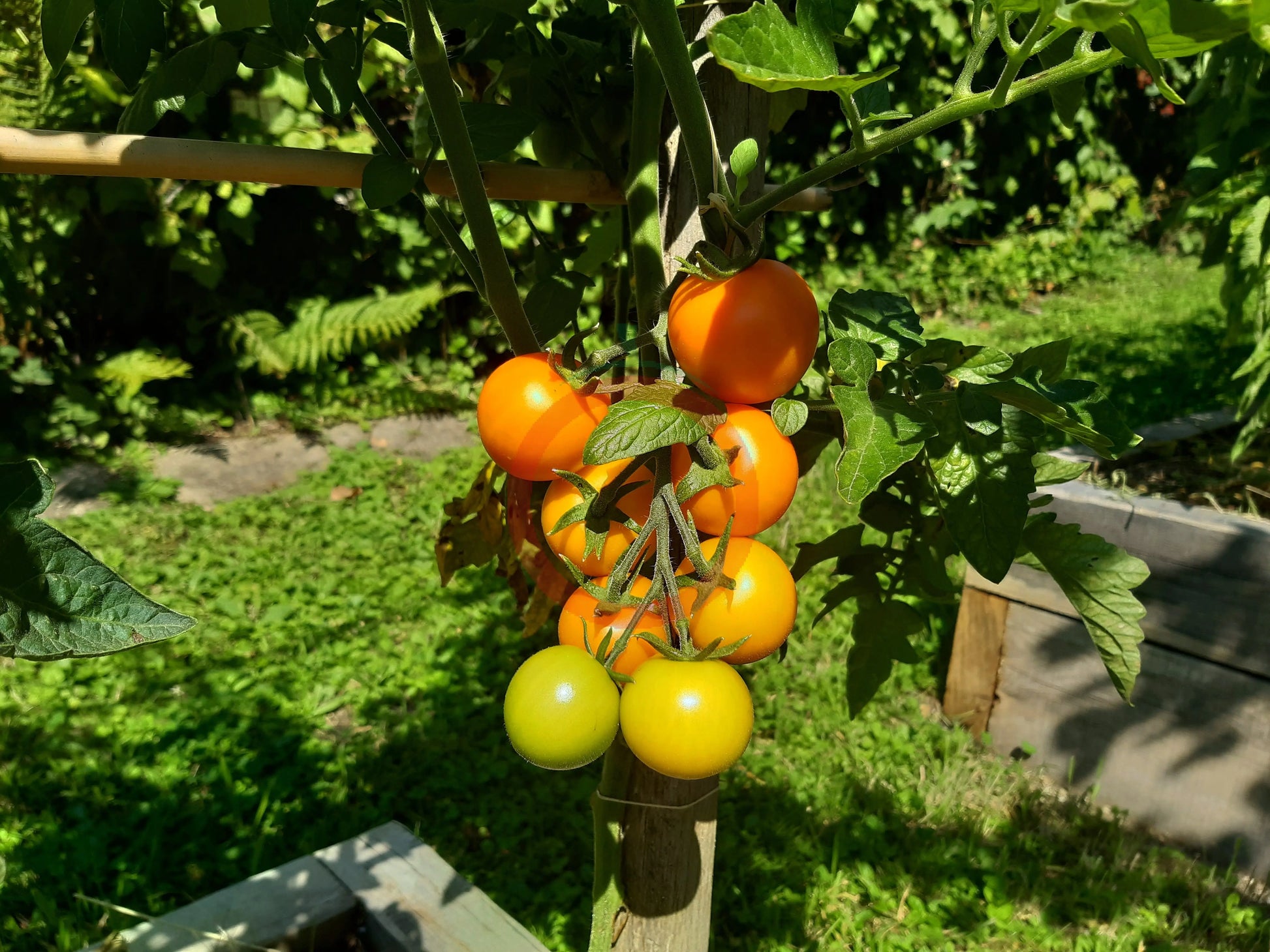 Finnish Yellow DER TOMATENFLÜSTERER