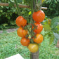 Finnish Yellow DER TOMATENFLÜSTERER