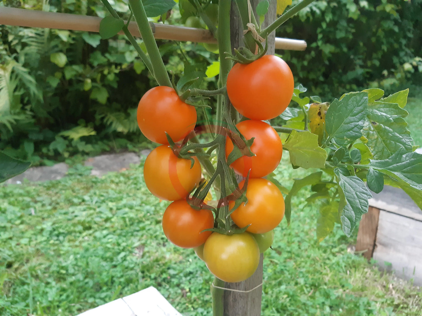 Finnish Yellow DER TOMATENFLÜSTERER