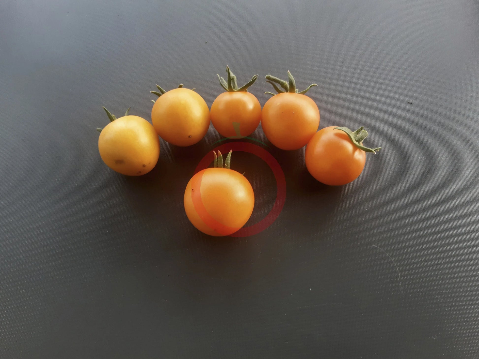 Finnish Yellow DER TOMATENFLÜSTERER