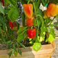 Flamingo DER TOMATENFLÜSTERER