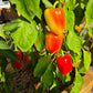 Flamingo DER TOMATENFLÜSTERER
