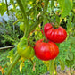 Flin Flon DER TOMATENFLÜSTERER