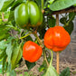 Fon Baron Orange DER TOMATENFLÜSTERER
