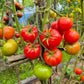 Fordhook First DER TOMATENFLÜSTERER
