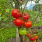 Fordhook First DER TOMATENFLÜSTERER