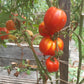 Forshmak DER TOMATENFLÜSTERER