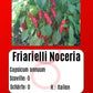 Friarielli Noceria DER TOMATENFLÜSTERER