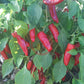 Friarielli Noceria DER TOMATENFLÜSTERER