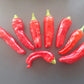 Friarielli Noceria DER TOMATENFLÜSTERER