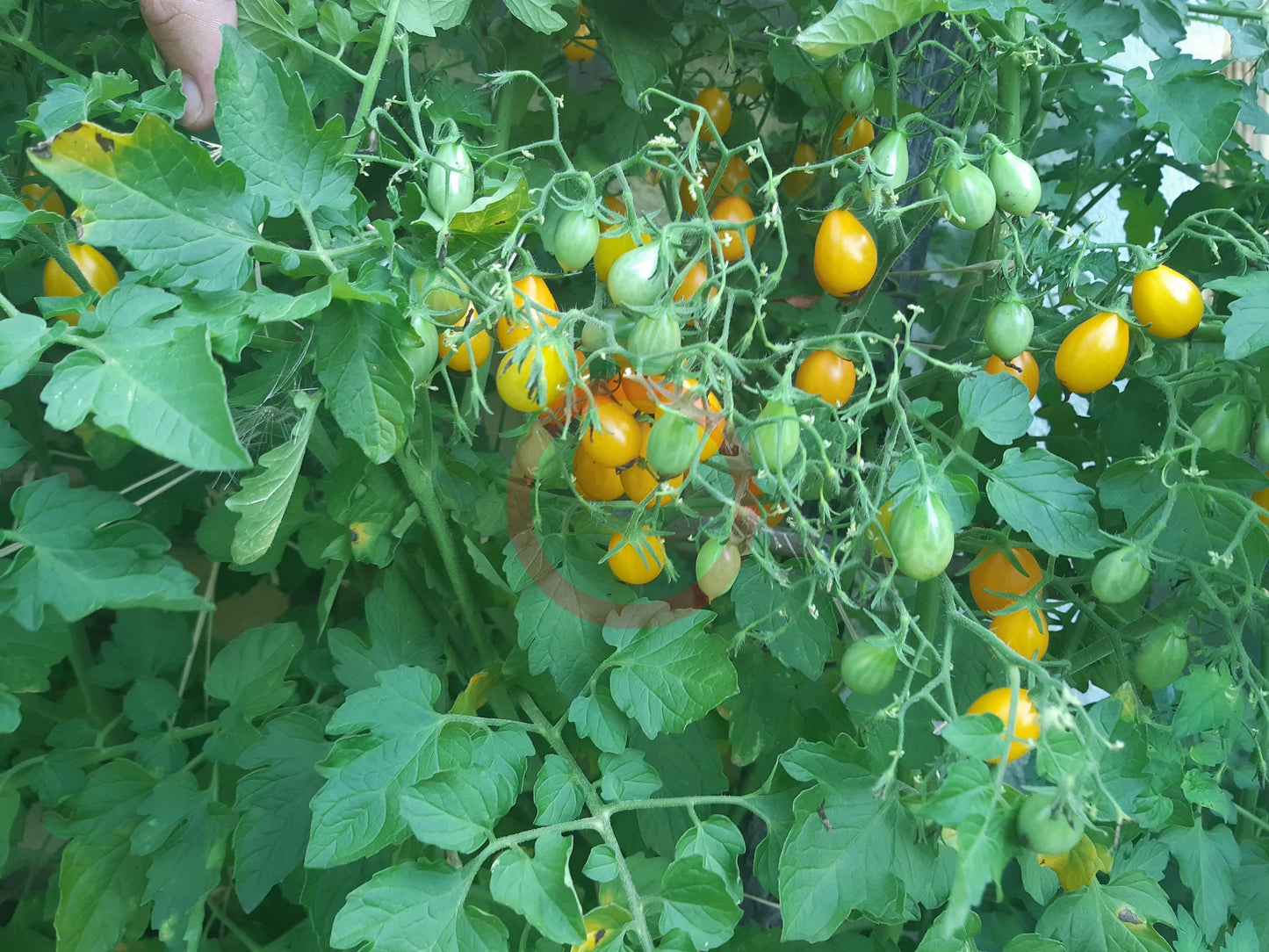 Galapagos DER TOMATENFLÜSTERER